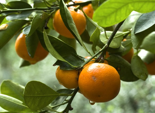 arancio_dolce_citrus_sinensis