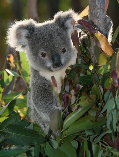 eucalipto_koala