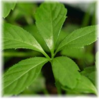 gynostemma-pentaphyllum-jiaogulan-plant_300